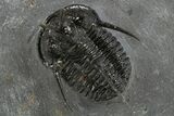 Devil Horned Cyphaspis Walteri Trilobite - Mrakib, Morocco #312259-2